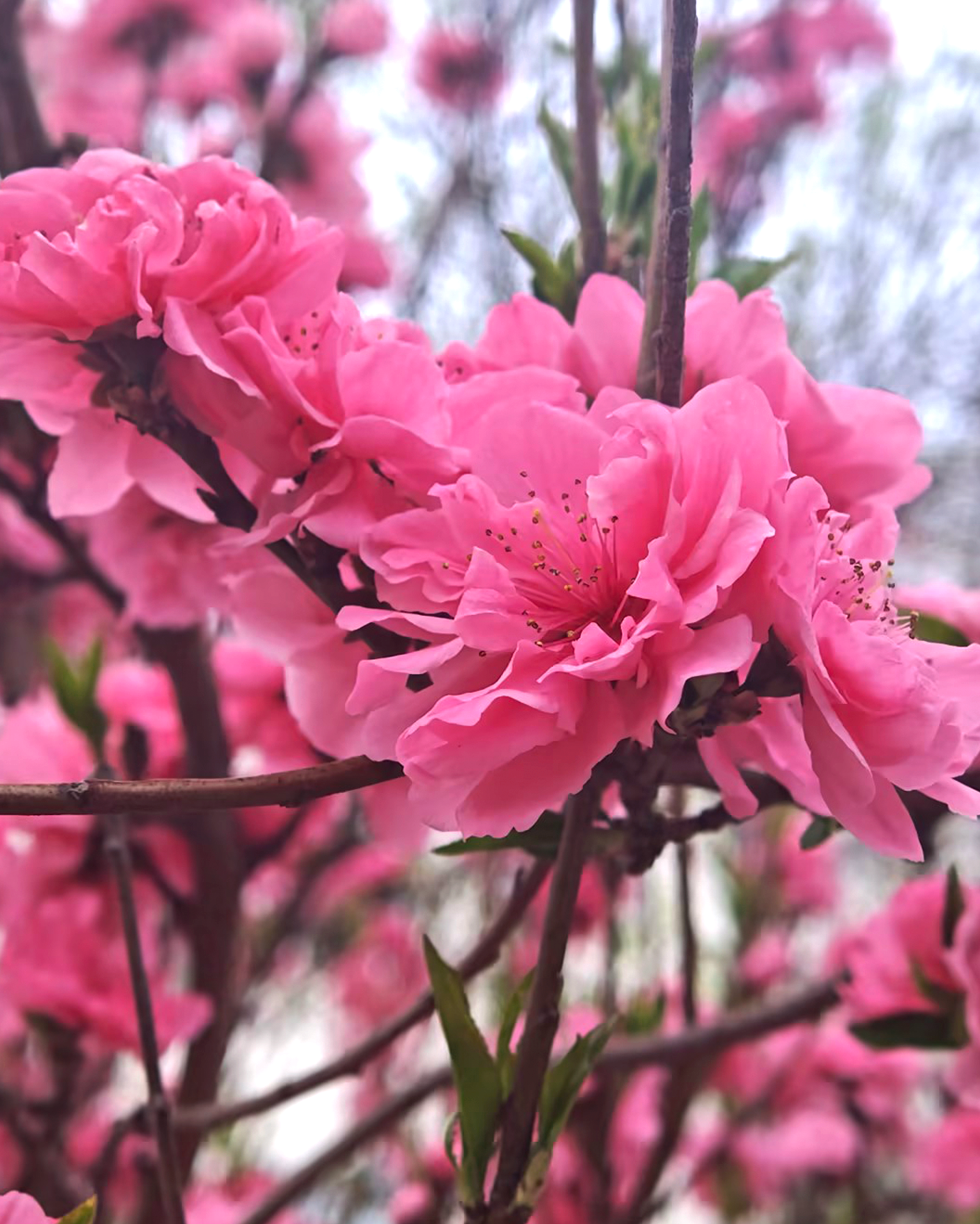 GA黄金甲·(中国区)官方网站