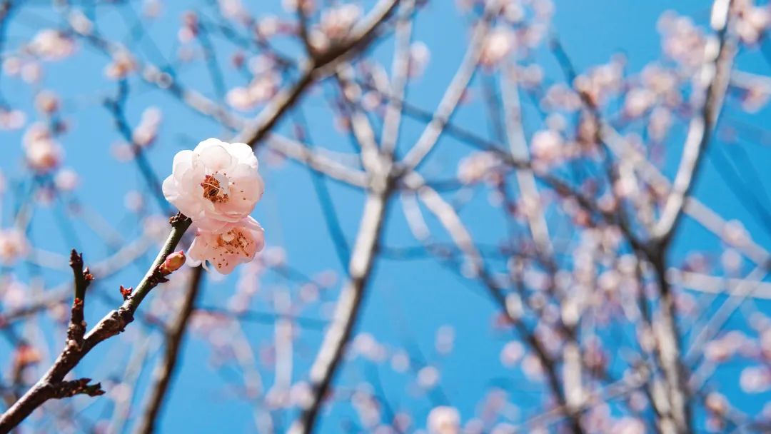 GA黄金甲·(中国区)官方网站