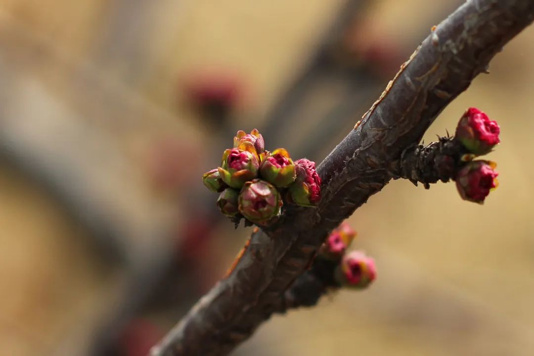 GA黄金甲·(中国区)官方网站