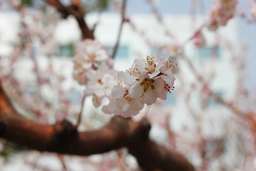 GA黄金甲·(中国区)官方网站